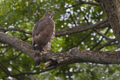 Crested Goshawk - Accipiter trivirgatus