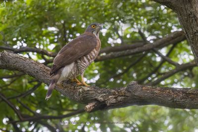 Crested Goshawk - Accipiter trivirgatus