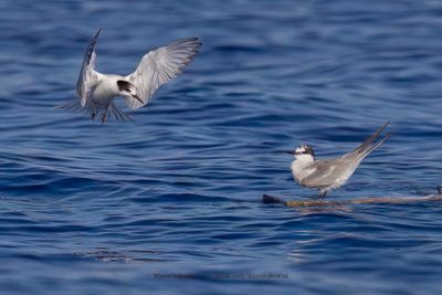 Bridled Tern - Onychoprion anaethetus