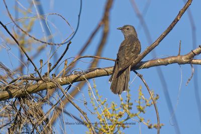 Brush Cuckoo - Cacomantis variolosus