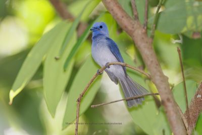 Pale Blue Monarch - Hypothymis puella