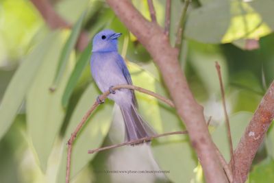 Pale Blue Monarch - Hypothymis puella