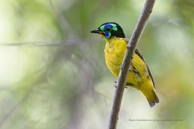 Schlegel's asity - Philepitta schlegeli