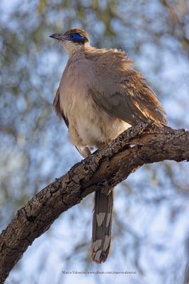 Red-capped Coua - Coua ruficeps