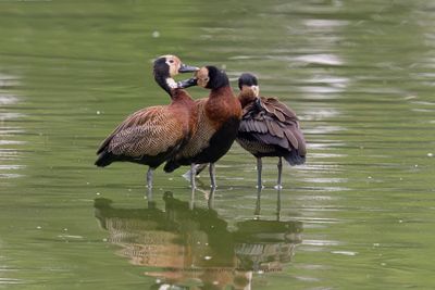 White-faced Whistling-duck - Dendrocygna viduata