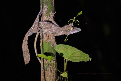 Common Leaf-tailed Gecko - Uroplatus fimbriatus