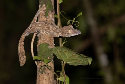 Common Leaf-tailed Gecko - Uroplatus fimbriatus