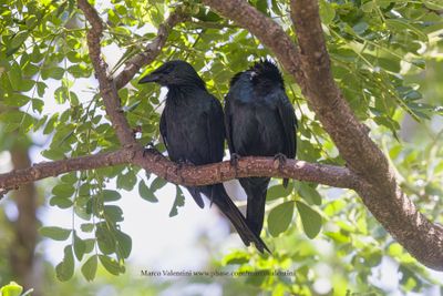 Moluccan Starling - Aplonys misolensis