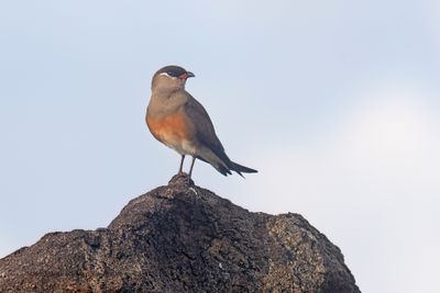 Madagascar Pratincole - Glareola ocularis