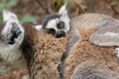 Ring-tailed lemur - Lemur catta