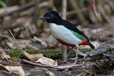 Ivory-breasted Pitta - Pitta maxima