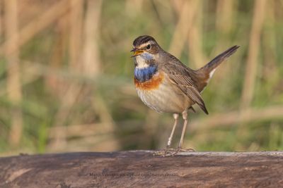 Bluethroat - Luscinia svecica