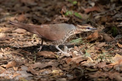 White-breasted Mesite - Mesitornis variegatus