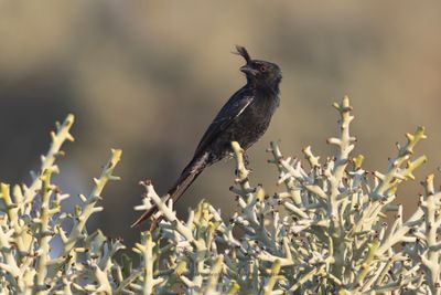 Crested Drongo - Dicrurus forficatus