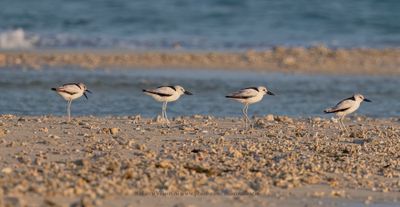 Crab Plover - Dromas ardeola