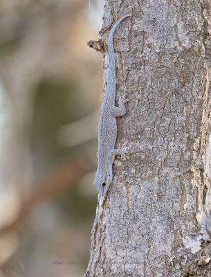 Tick-tail Day Gecko - Phelsuma mutabilis