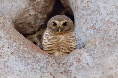 White-browed Owl - Athene superciliaris