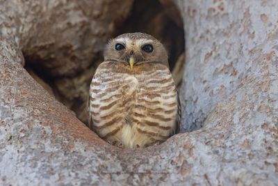 White-browed Owl - Athene superciliaris