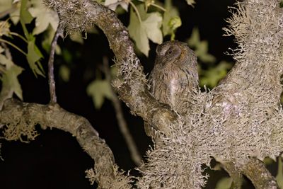 Madagascar Scops-owl - Otus rutilus