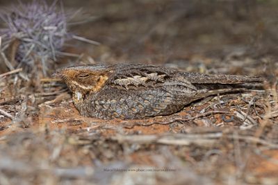 Madagascar Nightjar - Caprimulgus madagascariensis