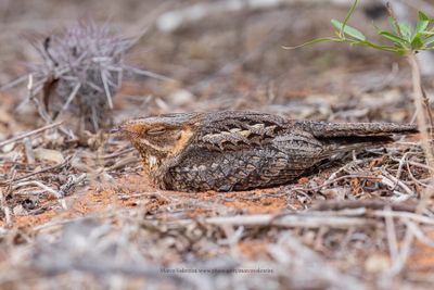 Madagascar Nightjar - Caprimulgus madagascariensis