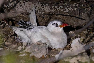Red-tailed Tropicbird - Phaeton rubricauda