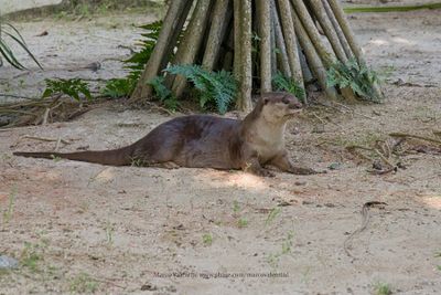 Smooth-coated Otter - Lutrogale perspicillata