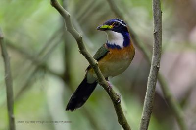 Pitta-like Ground-Roller - Atelornis pittoides