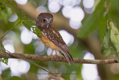 Ochre-bellied Boobook - Ninox ochracea