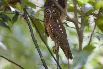 Ochre-bellied Boobook - Ninox ochracea