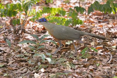 Coquerel's Coua - Coua coquereli