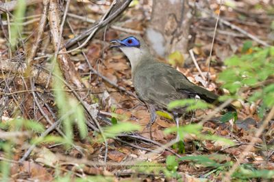 Coquerels Coua - Coua coquereli