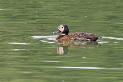 White-faced Whistling-duck - Dendrocygna viduata