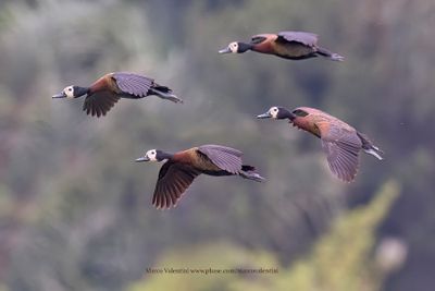 White-faced Whistling-duck - Dendrocygna viduata