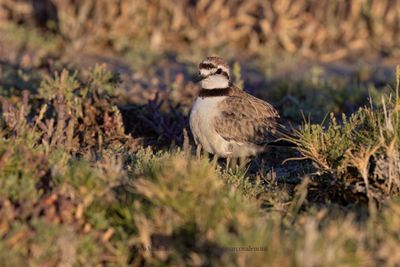 Madagascar Plover - Charadrius thoracicus