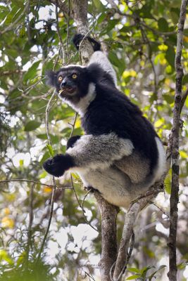 Indri - Indri indri