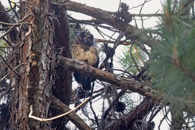 Madagascar Owl - Asio madagascariensis