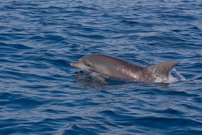 Bottle-nosed Dolphin - Tursiops truncatus