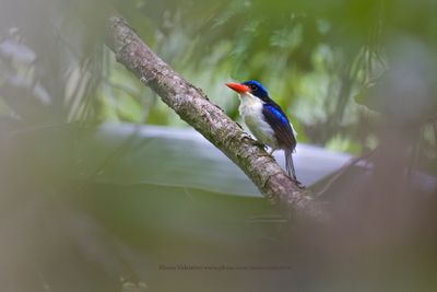 Common Paradise Kingfisher - Tanysiptera galatea