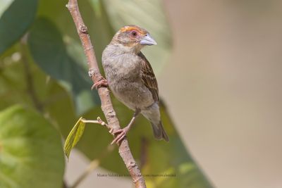 Sakalava Weaver - Ploceus sakalava