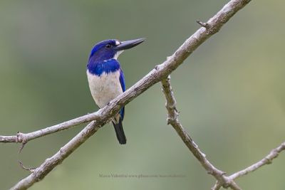 Blue-and-white Kingfisher - Todiramphus diops