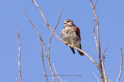 Malagasy Kestrel - Falco newtoni