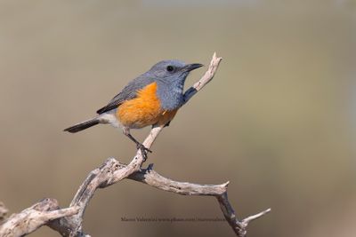 Littoral Rock-thrush - Monticola imerinus