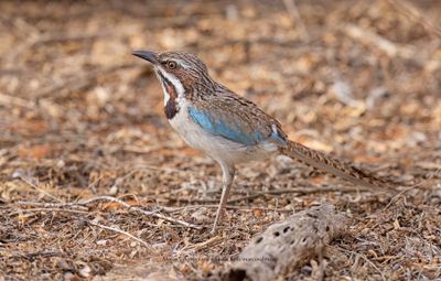 Long-tailed Ground-roller - Uratelornis chimaera