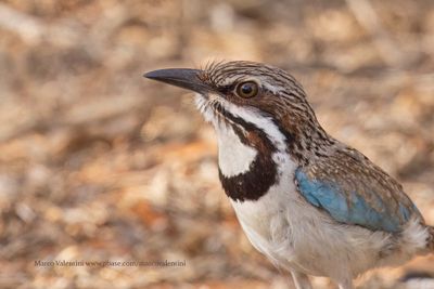 Long-tailed Ground-roller - Uratelornis chimaera