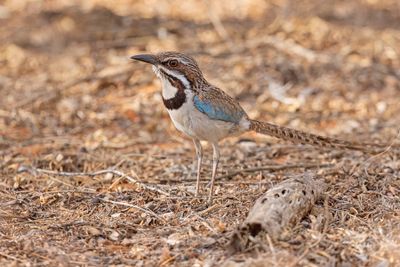 Long-tailed Ground-roller - Uratelornis chimaera