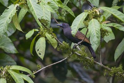 Halmahera Paradise-crow -  Lycocorax pyrrhopterus