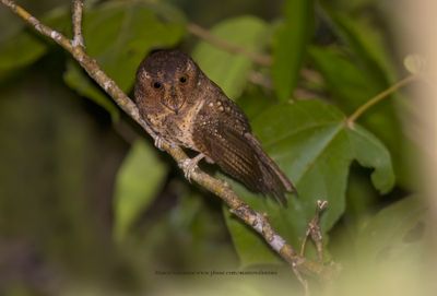 Moluccan Owlet-nightjar - Aegotheles crinifrons