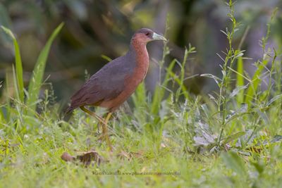 Isabelline Bush-hen - Amauornis isabellina