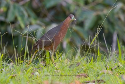 Isabelline Bush-hen - Amauornis isabellina